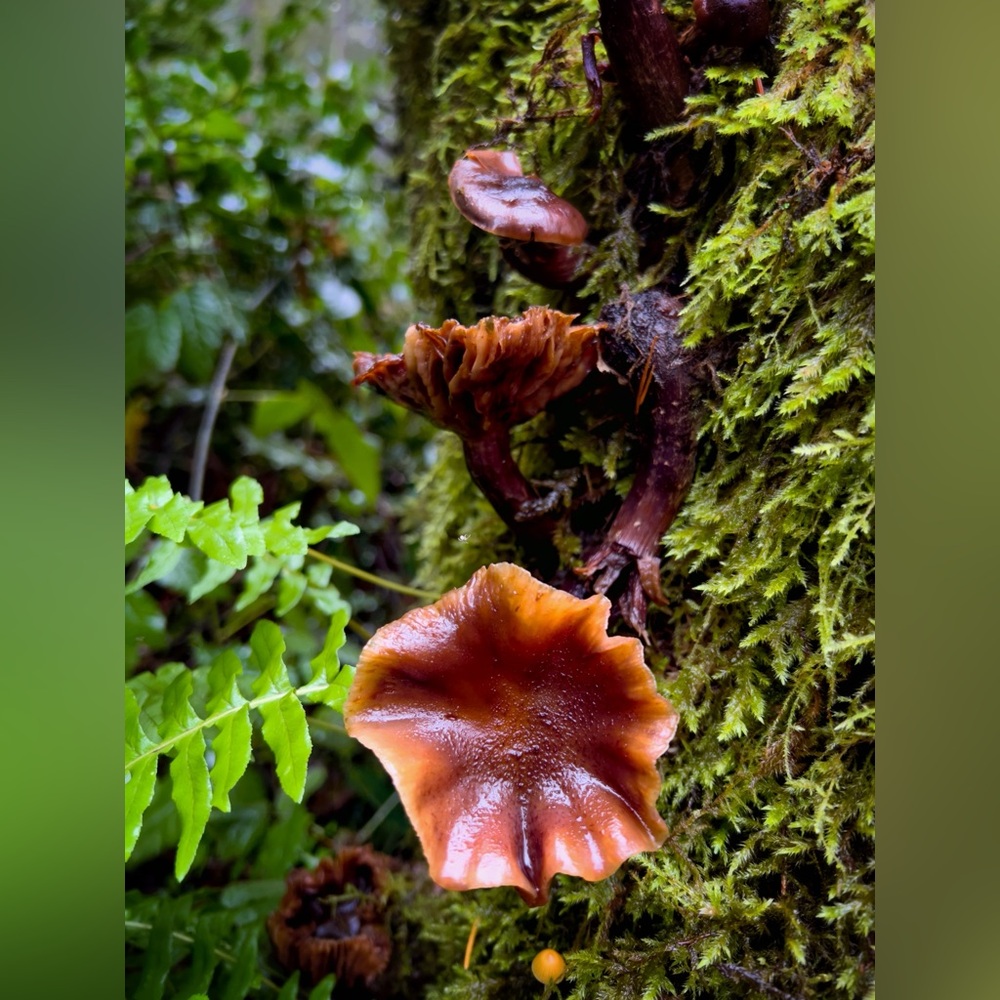 Mushrooms Photographic Print, 5x7 Nature Photography